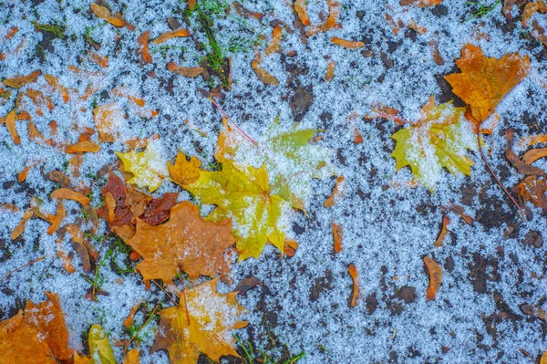 Autumn Maple Leaf Flattened Structure Higher Plant Similar Blade Attaches — Stock Photo, Image