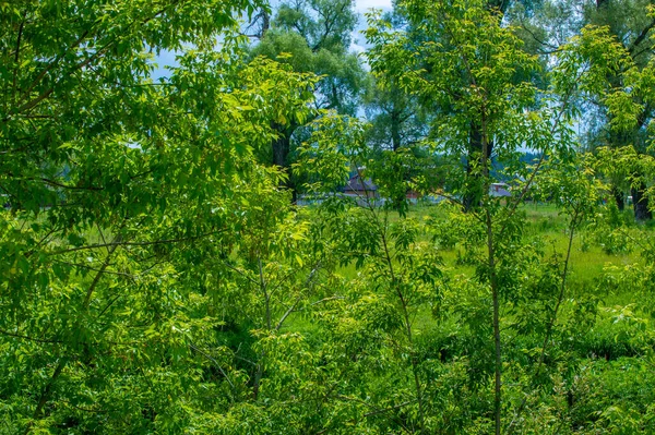 Paisaje Verano Nubes Trueno Cielo Azul Campos Praderas Inundables Aroma — Foto de Stock