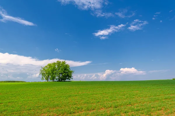 Spring Photography Young Green Wheat Grows Sun Cereal Plant Most — Stock Photo, Image