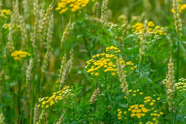 夏の写真 小麦は温帯諸国で最も重要な種類の穀物植物であり その穀物はパン パスタ ペストリーなどのための小麦粉を作るために地面です — ストック写真