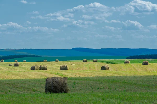 Summer Landscape Haymaking Hayfields Huge Bales Hay Compact Way Store — Stock Photo, Image