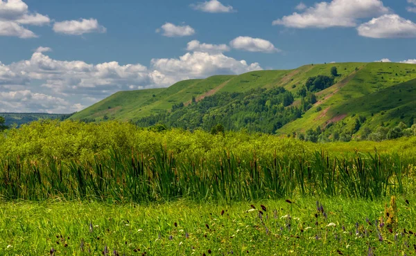 Sommerfoto Auenwiesen Eine Wiese Oder Aue Ist Ein Bereich Von — Stockfoto