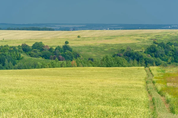 Foto Verano Trigo Una Planta Cereales Que Tipo Más Importante — Foto de Stock