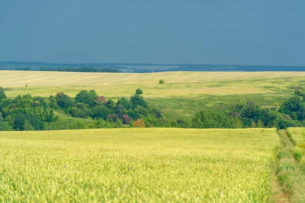 Summer photo. Wheat a cereal plant that is the most important kind grown in temperate countries, the grain of which is ground to make flour for bread, pasta, pastry, etc ..