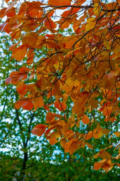 Autunno Fotografia Foglie Autunno Questo Periodo Dell Anno Gli Alberi — Foto Stock