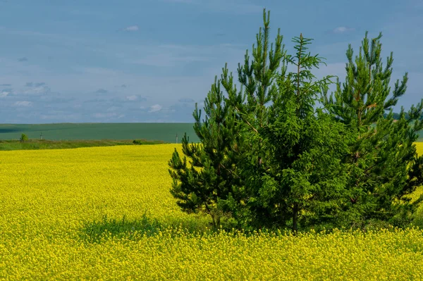 Rapeseed Brassica Napus Subsp Napus Bright Yellow Flowering Cultivated Thanks — Stock Photo, Image