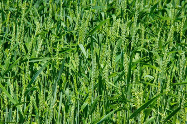 Summer photography, wheat is a cereal plant, which is the most important species grown in temperate countries, the grain of which is used to produce flour for bread, pasta, confectionery, etc.