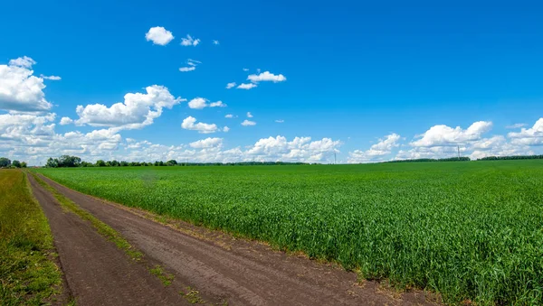 Sommarfotografi Vete Spannmålsväxt Som Den Viktigaste Arten Odlas Tempererade Länder — Stockfoto