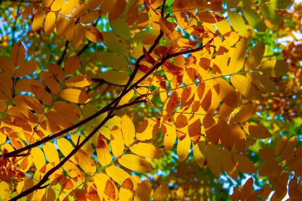 Paesaggio Autunnale Foto Schizzo Autunnale Foglie Rosse Bordeaux Gialle Petizione — Foto Stock