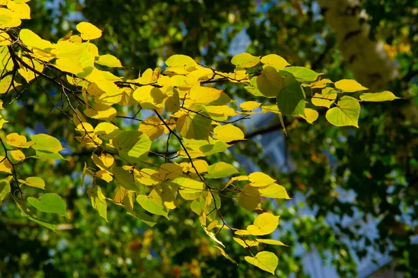 Photographie Automne Feuilles Automne Cette Période Année Les Arbres Semblent — Photo