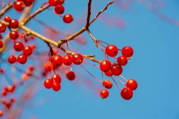 Photo Automne Petites Pommes Décoratives Rouges Sur Arbre Dans Parc — Photo