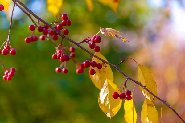 Malus Baccata Toplu Olarak Sibirya Yengeci Olarak Bilinen Bonsai Yetiştirmek — Stok fotoğraf