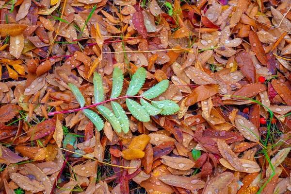 Herfst Fotografie Bladeren Herfst Deze Tijd Van Het Jaar Lijken — Stockfoto