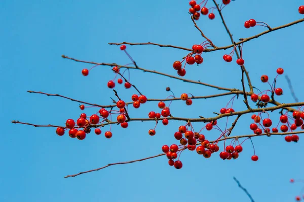 Höstfotografering Löv Hösten Vid Denna Tid Året Träden Verkar Komma — Stockfoto