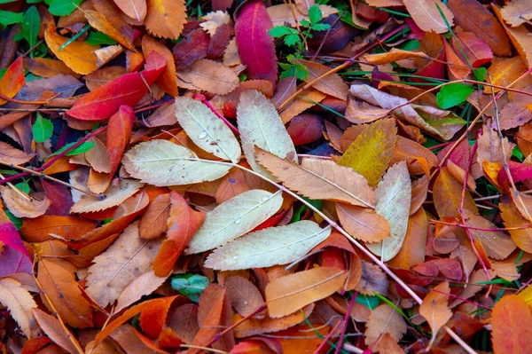 Herbstfotografie Blätter Herbst Dieser Zeit Des Jahres Scheinen Die Bäume — Stockfoto