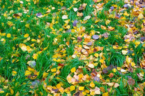 Colorful Autumn Leaves Birch Deciduous Tree White Bark Heart Shaped — Stock Photo, Image