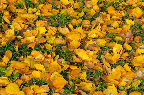 Цветные Осенние Листья Березы Лиственное Дерево Белой Корой Листьями Форме — стоковое фото
