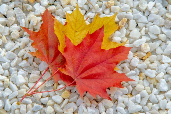 Foglia Acero Autunnale Struttura Appiattita Una Pianta Superiore Simile Una — Foto Stock