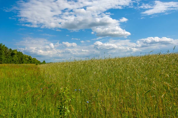 Paisaje Verano Trigo Mazorca Etapa Maduración Cebada Madura Campo Campo — Foto de Stock