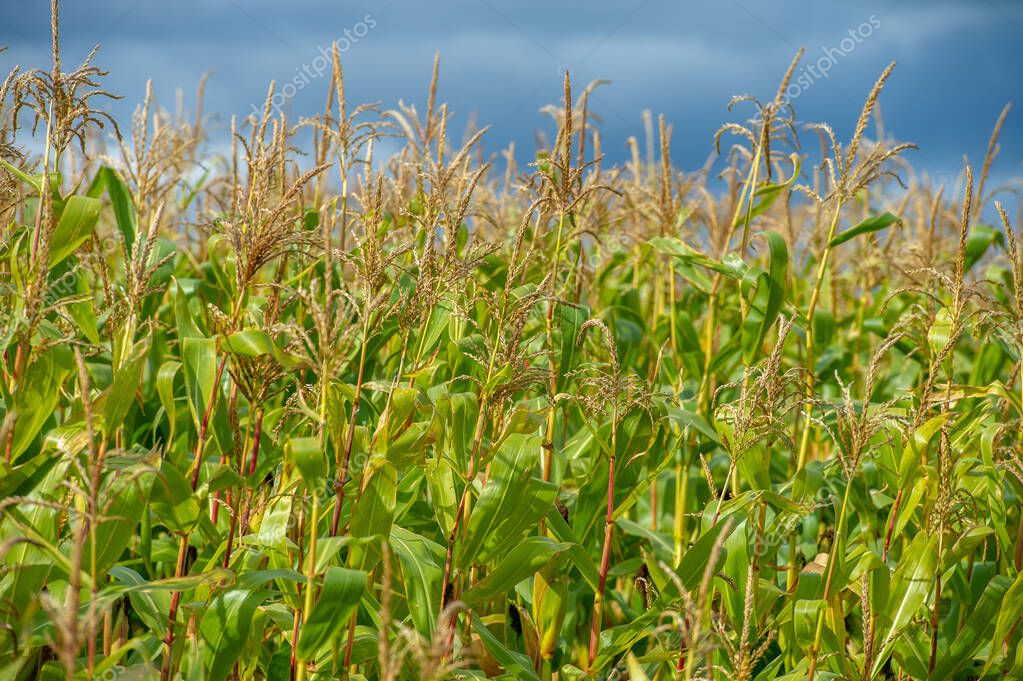 Maíz una planta de cereales de América del Norte que produce granos