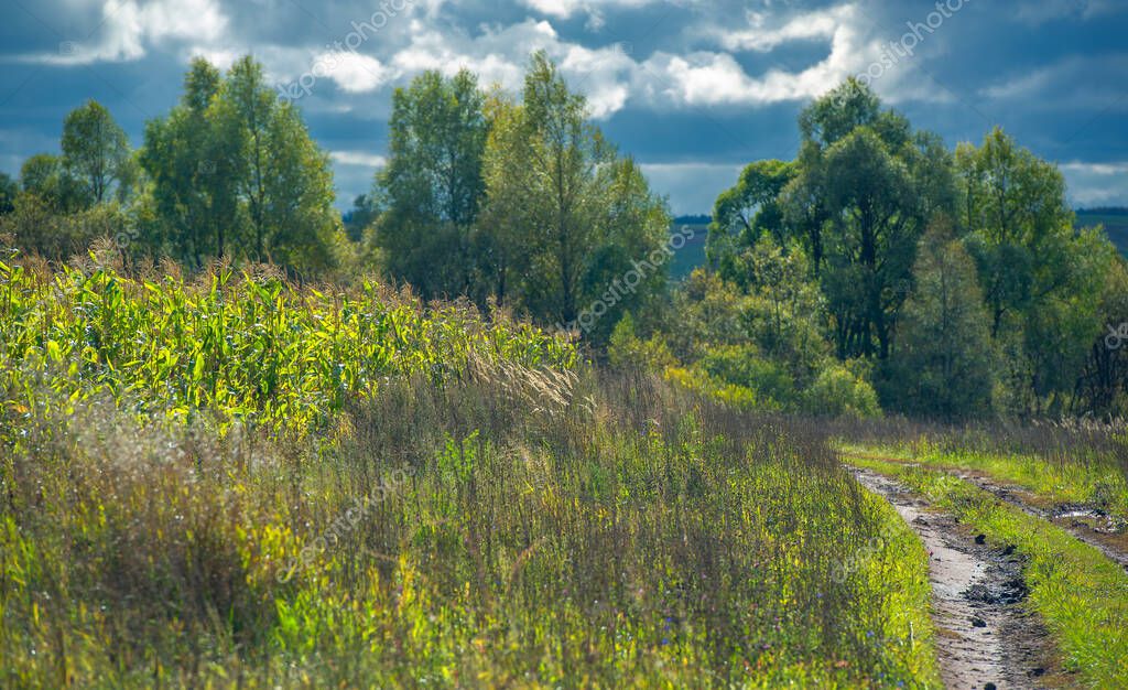 Maíz una planta de cereales de América del Norte que produce granos
