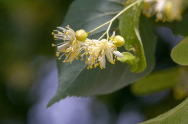 Çiçek açan güzel çiçeklerin yakın plan çekimi