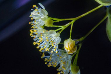 Linden çiçekleri soğuk algınlığı için şifalı bir bitkidir. Kalp şeklinde yaprakları olan yaprak döken yapraklar ve kuzey ılıman bölgelerde yetişen kokulu sarı çiçekler..