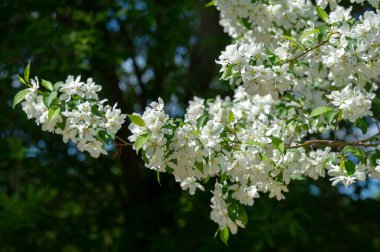 Güzel botanik fotoğrafı, çiçekli duvar kağıdı.