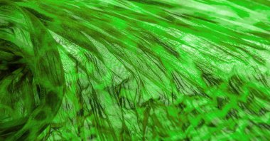 Yeşil kumaş. İnce organzalı ipek kumaş, panter desenli, buruşuk desenli. Geçmişi. Şablon.