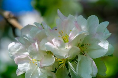 Elma ağacı çiçekleri. Malus Sieversii - Güney Kazakistan 'daki Orta Asya dağlarında yetişen vahşi bir meyve. Evcil elma ağacının birçok türünün ana atasıdır.