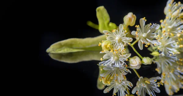 Flores Tília Uma Planta Medicinal Para Resfriado Comum Árvore Decídua — Fotografia de Stock