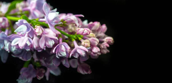 Zbliżenie Strzał Piękne Kwiaty Kwitnące — Zdjęcie stockowe