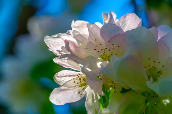 Apple Tree Flowers Malus Sieversii Wild Fruit Grows Mountains Central — Stock Photo, Image