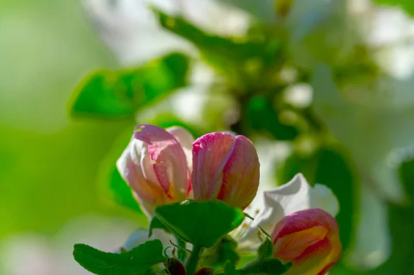 Flores Manzano Malus Sieversii Una Fruta Silvestre Que Crece Las —  Fotos de Stock