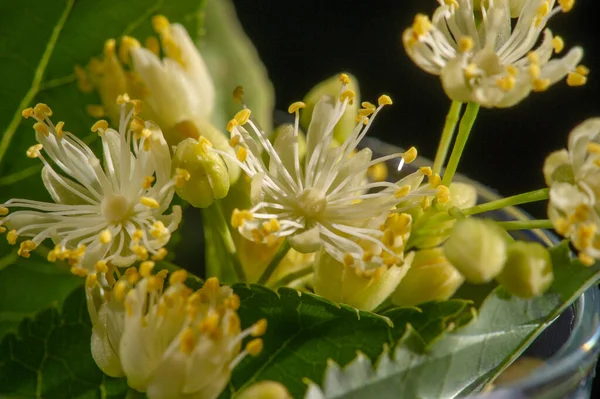 Kwiaty Lipy Roślina Lecznicza Przeziębienie Drzewo Liściaste Liśćmi Kształcie Serca — Zdjęcie stockowe