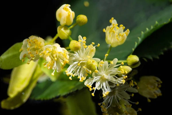 Las Flores Tilo Una Planta Medicinal Para Resfriado Común Árbol —  Fotos de Stock