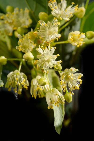 Primer Plano Plano Hermosas Flores Flor —  Fotos de Stock