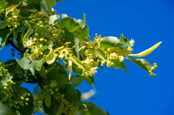 林登花卉 Linden Flowers 是捷克和斯洛伐克的一种国家树种 也是拉脱维亚的两种国家树种 紫丁香叶子也被认为是斯洛文尼亚的象征 — 图库照片