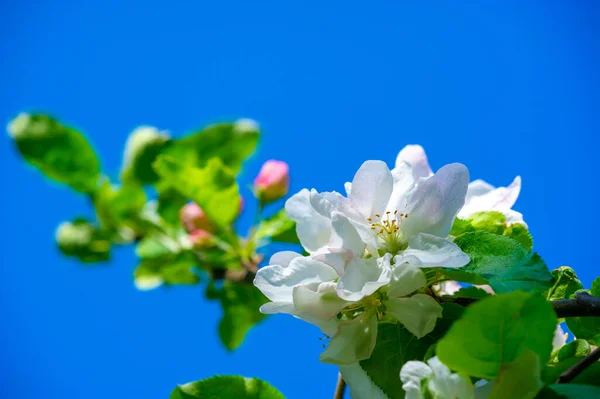 Apple tree flowers. Malus sieversii - A wild fruit that grows in the mountains of Central Asia in southern Kazakhstan. he is the main ancestor of most varieties of the domestic apple tree