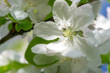 Elma ağacı çiçekleri. Malus Sieversii - Güney Kazakistan 'daki Orta Asya dağlarında yetişen vahşi bir meyve. Evcil elma ağacının birçok türünün ana atasıdır.