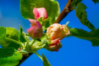 Elma ağacı çiçekleri. Malus Sieversii - Güney Kazakistan 'daki Orta Asya dağlarında yetişen vahşi bir meyve. Evcil elma ağacının birçok türünün ana atasıdır.