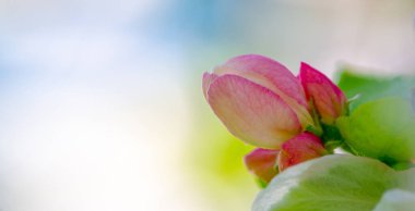 Elma ağacı çiçekleri. Malus Sieversii - Güney Kazakistan 'daki Orta Asya dağlarında yetişen vahşi bir meyve. Evcil elma ağacının birçok türünün ana atasıdır.
