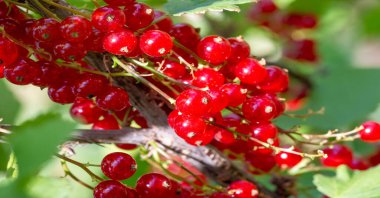 Taze ve sulu böğürtlenleri yakın çekim