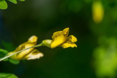 Çiçek açan güzel çiçeklerin yakın plan çekimi