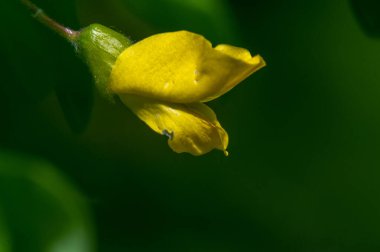 Çiçek açan güzel çiçeklerin yakın plan çekimi