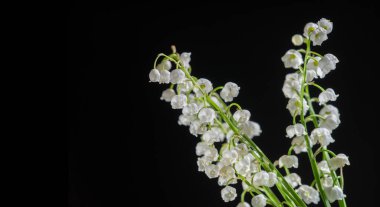 Doğa fotoğrafçılığı, vadi zambakları. Geniş yapraklı ve kavisli kokulu, çan şeklinde beyaz çiçekleri olan, nilüfer familyasından geniş ekili bir Avrupa bitkisi...