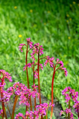 Güzel botanik fotoğrafı, çiçekli duvar kağıdı.