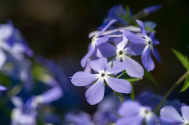 Phlox subulata, sürünen phlox, yosun, yosun pembesi, ya da dağ genişliğindeki alan, tüylü, doğrusal yaprakların minderleri ya da her zaman yeşil olan bir yapıdır..