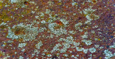 Doku. Geçmişi. şablon. Paslı ve yosunlu antika demir.