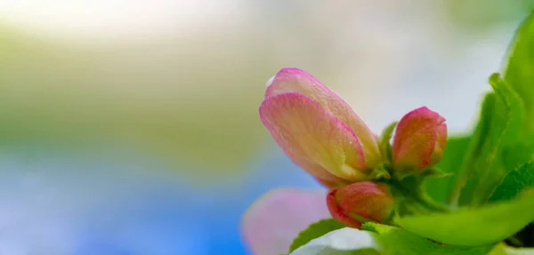 Hermoso Tiro Botánico Florecimiento Floral Fondo Pantalla —  Fotos de Stock